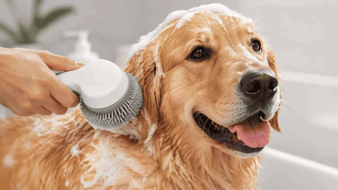 Pet Bath Brush: How to Choose the Best for Your Pet