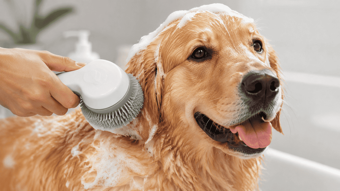 Pet Bath Brush: How to Choose the Best for Your Pet