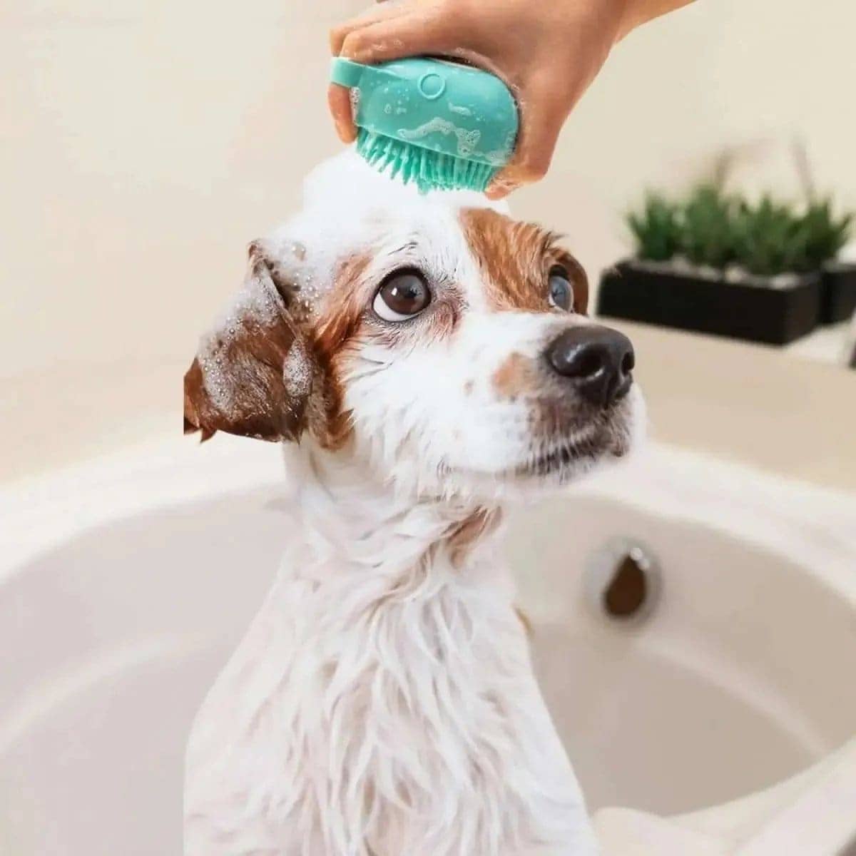 Soft Dog Cat Pet Bath Scrubber Massager Brush With Shampoo Dispenser DailySale Default Title Default Title-