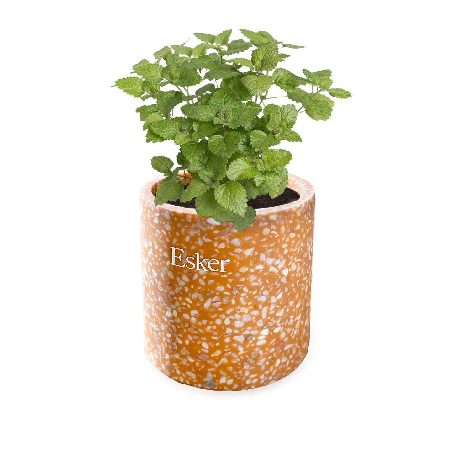 Plantable terracotta candle with Esker label, holding a green leafy plant